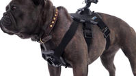 Picture of GoPro Fetch (Dog Harness)